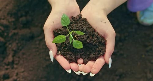 Woman Saves Small Plant Holding Soil with Sprout Above Ground Closeup View Prores