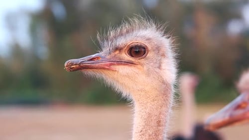 Cute Ostrich on Blurred Background