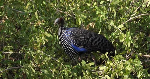 Geier-Meerschweinchen, Acryllium vulturinum, Adult thront im Baum, Samburu Park, Kenia, Echtzeit 4K