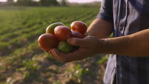 Ripe Eco Red Tomatoes Outdoors at Farm
