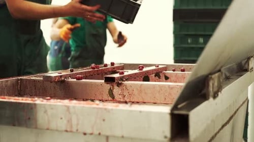 Las bayas se procesan en la planta.