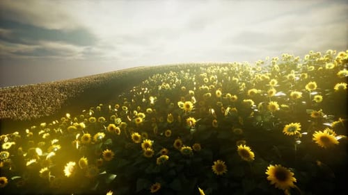 Sunflower Field and Cloudy Sky