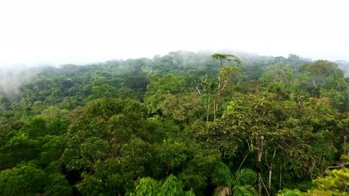 Flying over the canopy of a tropical forest, showing the large biodiversity