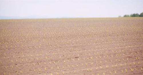 Landwirtschaft - Nahaufnahme von jungem Mais, der auf dem Bauernhof wächst