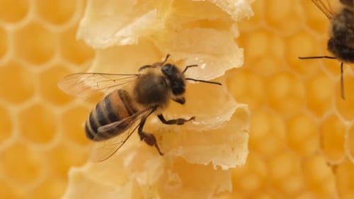 Honigbienen