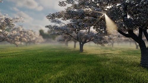 Japanese Cherry Garden 5