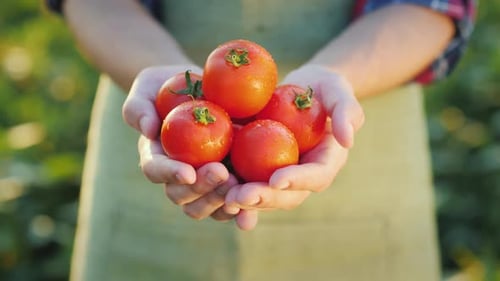 A Man Holds Several Ripe Tomatoes in His Hands