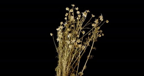 Dried Flowers on Black Background