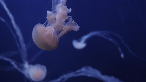 Jellyfish Swim in Deep Blue Ocean