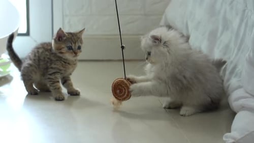 Cute Persian Kittens Playing Toy Together