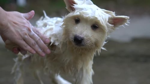 Adorable White Puppy Getting a Bath