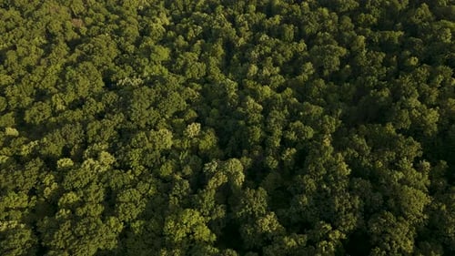 Luftaufnahme der schönen Aufnahmen des tropischen Regenwaldes in Amazon
