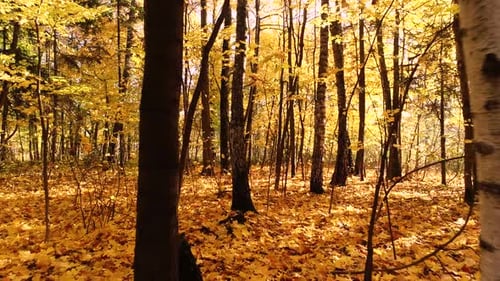 Colorful Autumn Forest Wood