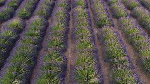 Lavender Field Aerial View