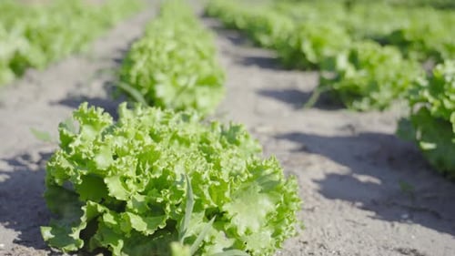 Growing Green Salad on the Ground