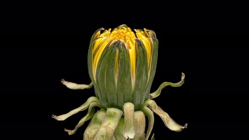 Zeitraffer von Blumen-Löwenzahn auf Schwarz