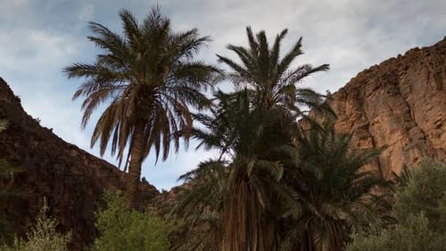 Oasis View of Palm Trees in Desert Canyon