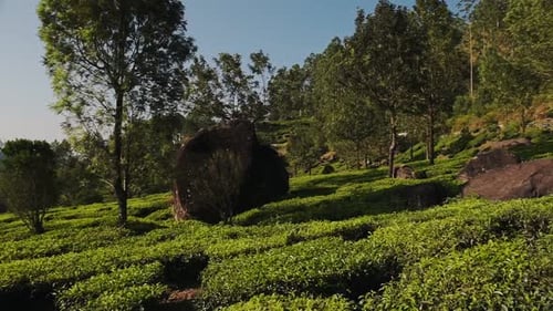 Vue panoramique sur le paysage des plantations de thé, Munnar, Kerala, Inde