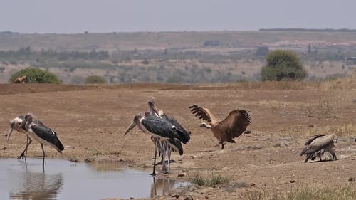Afrikanischer Weißrückengeier, Gyps africanus, Gruppe stehend am Wasserloch, Marabou Storch