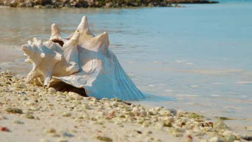 Conque vide allongé sur le rivage sablonneux avec des vagues sur fond à Bonaire. - plan moyen