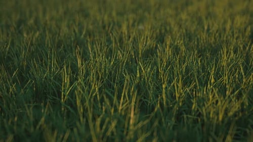 Lush Green Grass Blowing Gently in the Wind