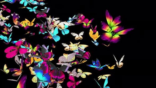 01 Schmetterling 4K