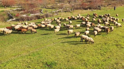 aerial view of herding sheep in a field