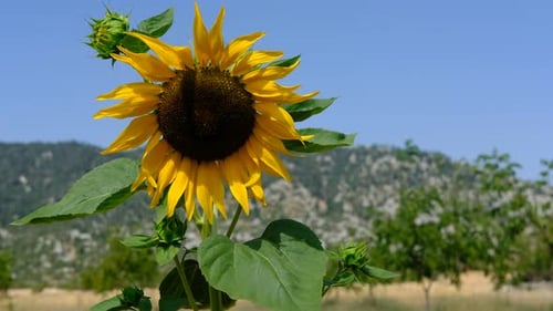 Sunflower with Bees in a Rural Field