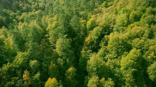 Aerial View of Forest
