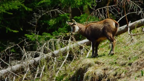 Una gamuza se alza orgullosa en lo alto de un prado alpino