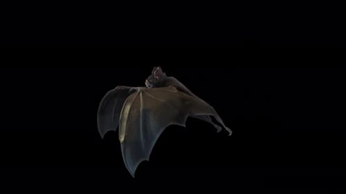 Animated Realistic 3D Bat Flying Across Frame
