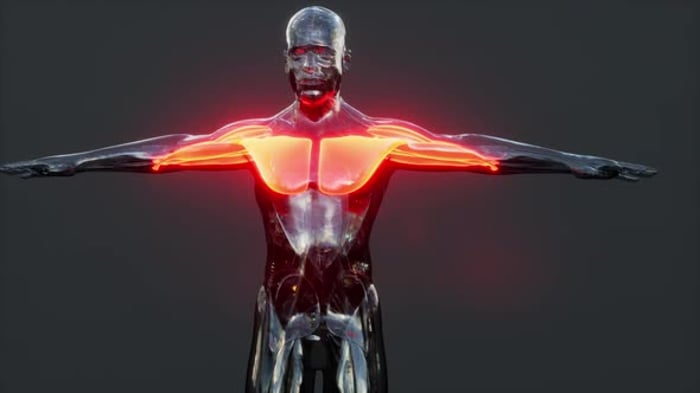 Human Muscular System Torso Muscles Pectoral Muscles Anatomy Animation ...