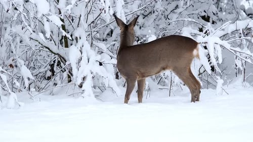 Roe deer in a snowy forest. Capreolus capreolus. Wild roe deer in winter nature.