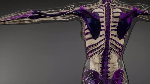 Human Anatomy: Nervous System and Skeleton 3D Medical Animation