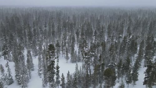 Winter Landscape with Trees in the Forest During a Snowfall