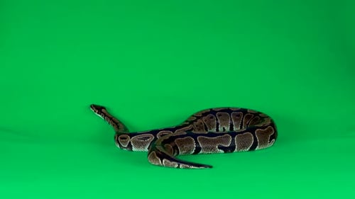 Royal Python o Python Regius sobre un fondo verde en el estudio