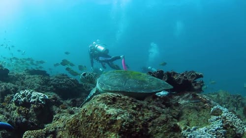 A Sea Turtle resting in tropical waters while scuba divers swim past
