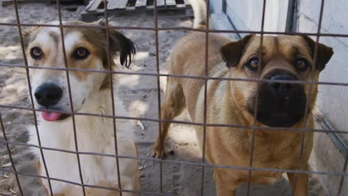 Abandoned dog locked up in a shelter
