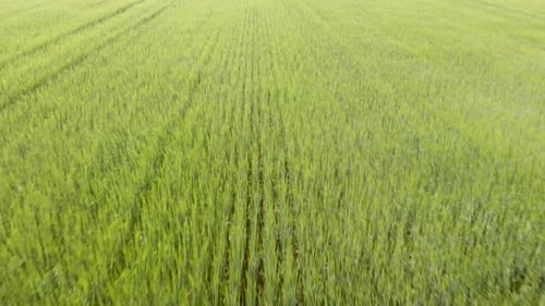 Green wheat field