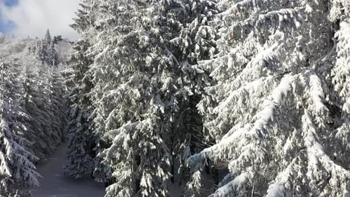Flying Over The Winter Mountain Forest