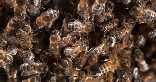 |European Honey Bee, apis mellifera, Black Bees on a wild Ray, Bee Hive in Normandy, Real Time 4K