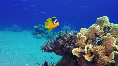 Clownfish Swimming Among Coral Reef in Tropical Sea