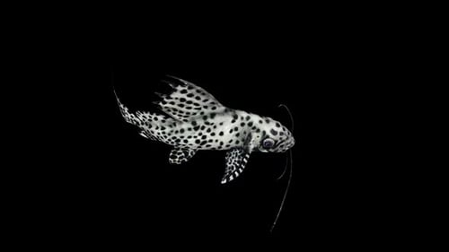 Vue de dessus du poisson Synodontis Eupterus