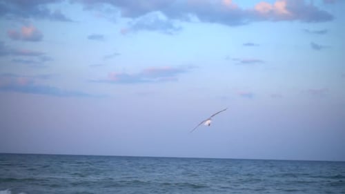 Flight of seagulls over the sea. Slow motion.