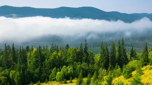 Fog Rolling Through Lush Green Mountain Forest