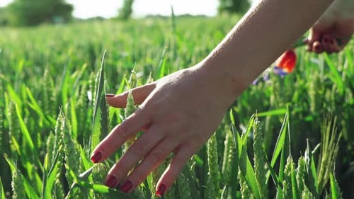 Female Hand Touch Wheat Ears Close Up