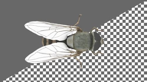 Fly Top View Alpha Channel