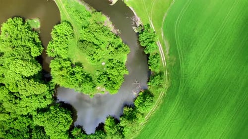 Top Down Aerial Drone Shot of Colorful Green Field and Trees and Small Wriggle River at Sunny Summer