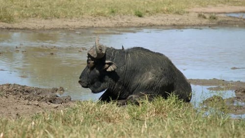 Animal salvaje africano en hábitat natural. Vista a cámara lenta de fotograma completo del cabo Buffalo en barro con pájaro