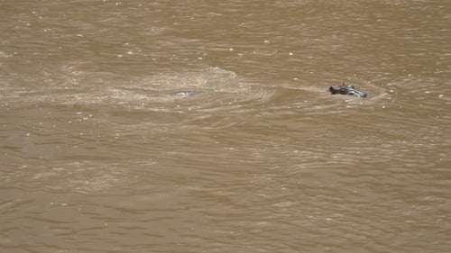 Submerged hippopotamuses